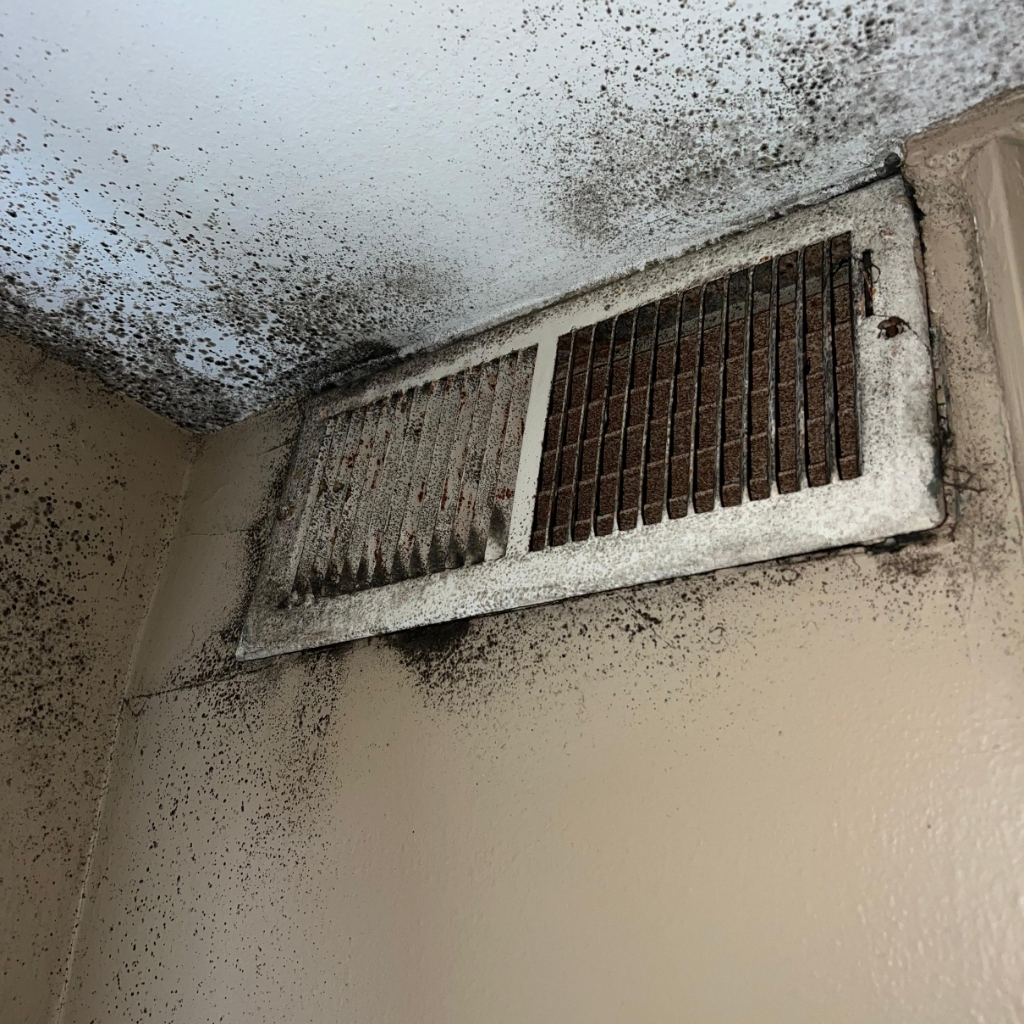 black mold in air ducts