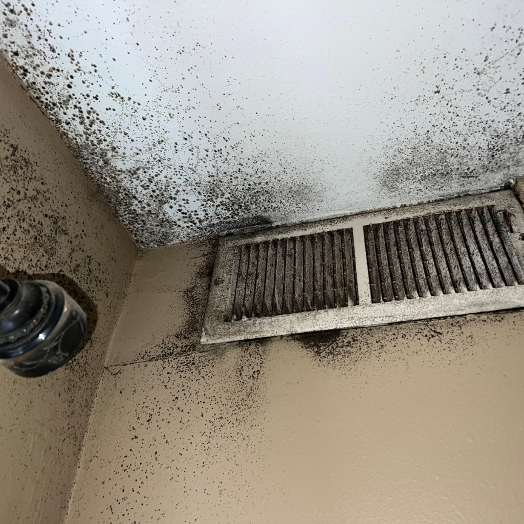 black mold in air ducts